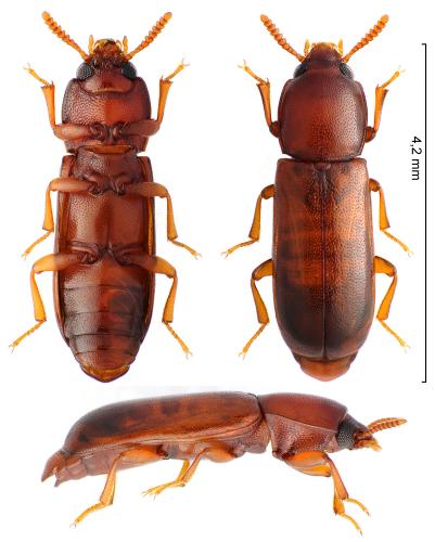 Corticeus pini